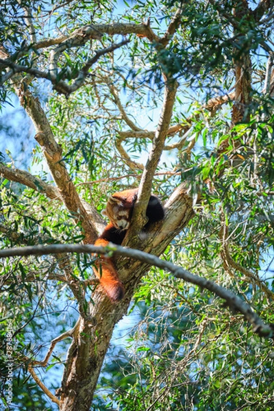 Fototapeta Red panda up a tree sleeping on branch