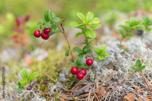 Obraz lingonberries in summer forest
