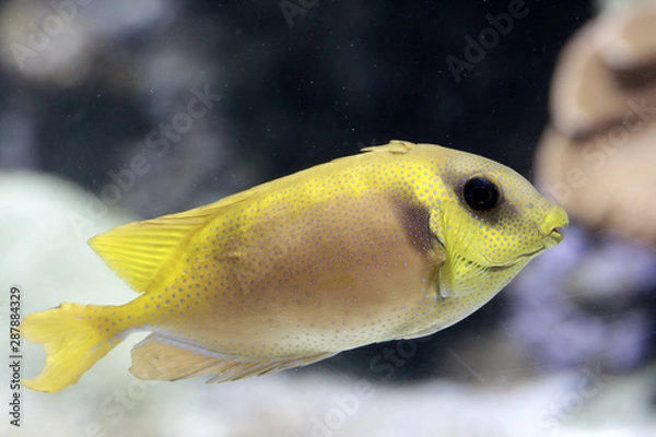 Obraz Poisson jaune