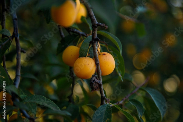 Fototapeta yellow mirabelle plums on the green tree branch in the garden