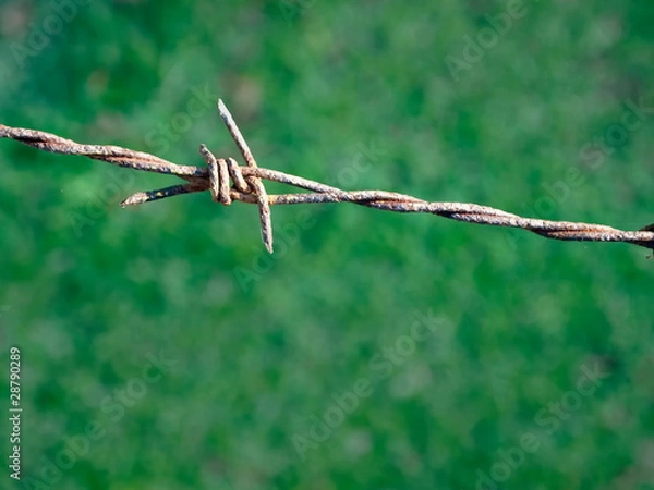 Fototapeta Rusty barb line