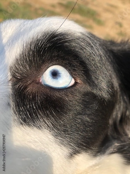 Fototapeta źrenica psa Border Collie