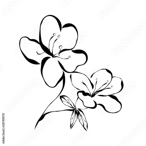 Fototapeta Azalea. Flower. Graphics. Drawing for advertising, logos.