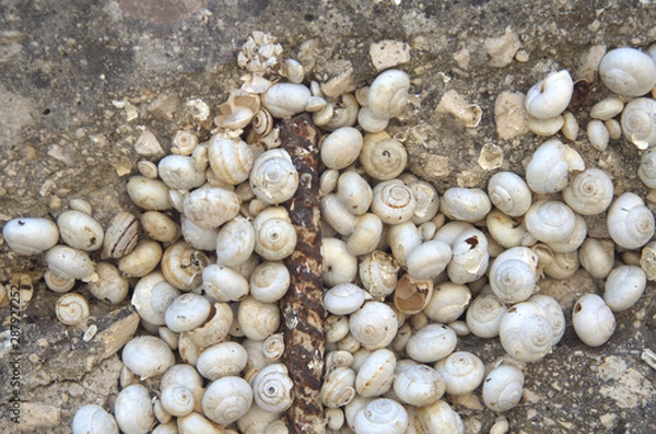 Obraz Tantissime chiocciole attaccate ad un vecchio muro e a spuntoni di ferro.