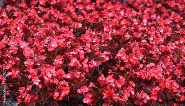 Obraz Parterre de Flores Rojas