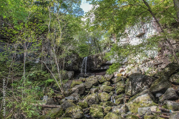 Obraz tree in the forest