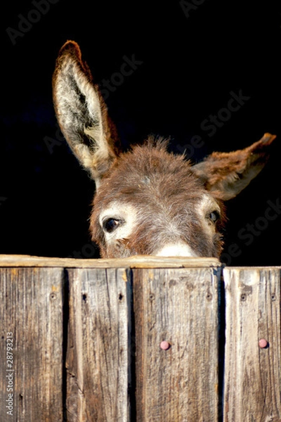 Fototapeta Shy Donkey