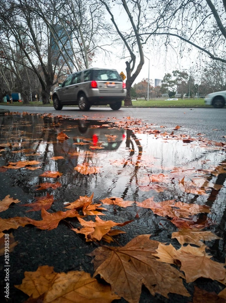 Obraz many maple leaf floating on the surface of water, with car on the road in background,in perth australia