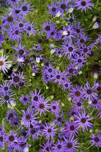 Fototapeta Brachycome