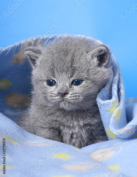 Obraz kitten on a blue background.