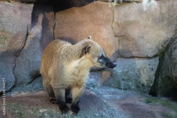 Obraz Minibär, Bär