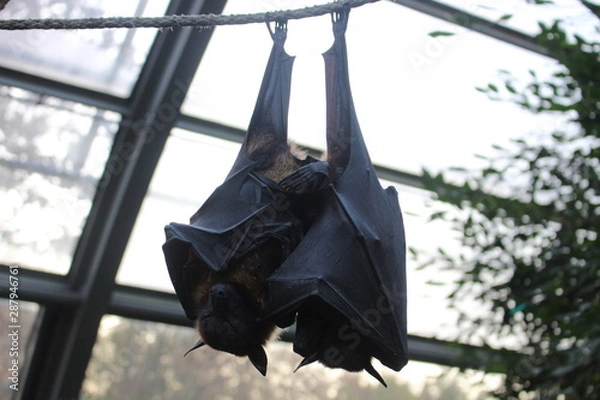 Obraz Schlafende Fledermäuse