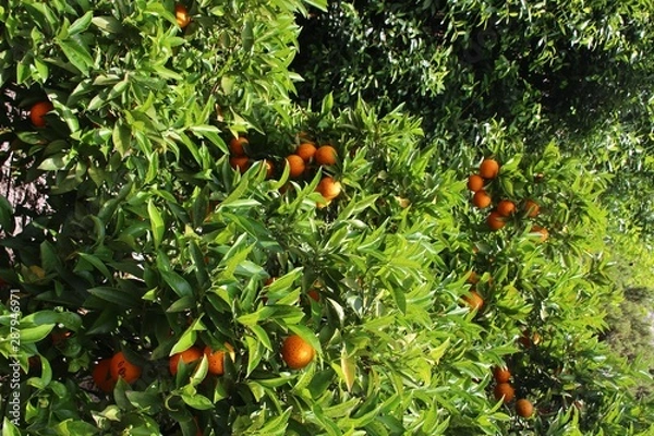 Obraz Orangen am Baum