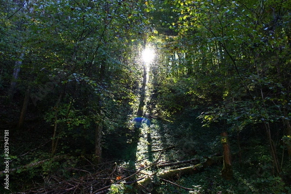 Obraz Wald Lichtspiele