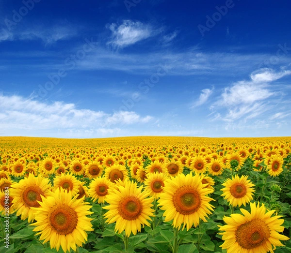 Obraz Sunflowers field on sky