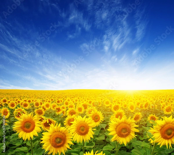Obraz field of sunflowers