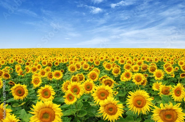 Fototapeta Sunflowers field on sky