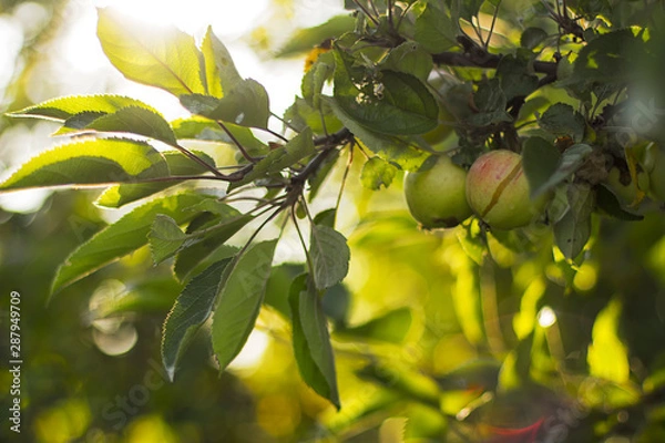 Obraz green apples on a branch of an Apple tree in sunlight