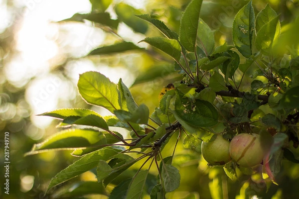 Obraz Juicy green apples on a branch of an Apple tree in sunlight