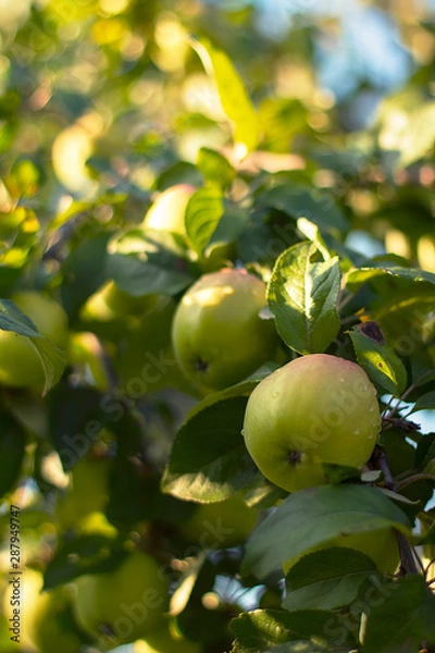 Fototapeta Juicy green apples on a branch of an Apple tree