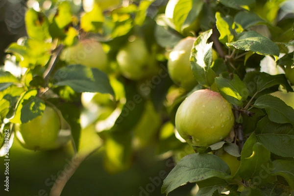 Obraz green apples on a branch of an Apple tree
