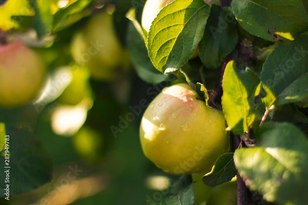 Obraz Juicy green apple in the garden