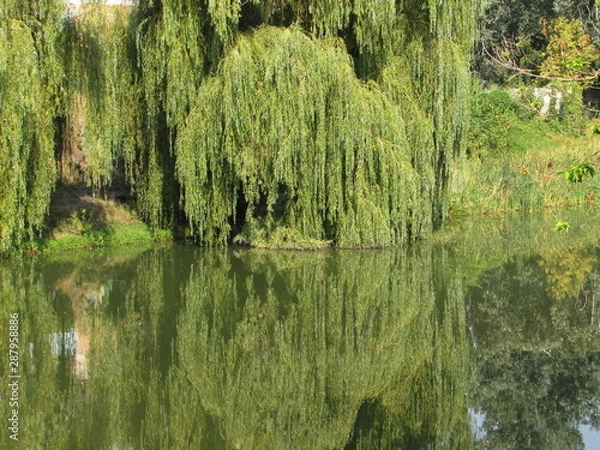 Obraz lake in forest