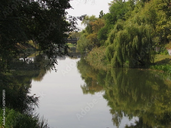 Obraz lake in forest