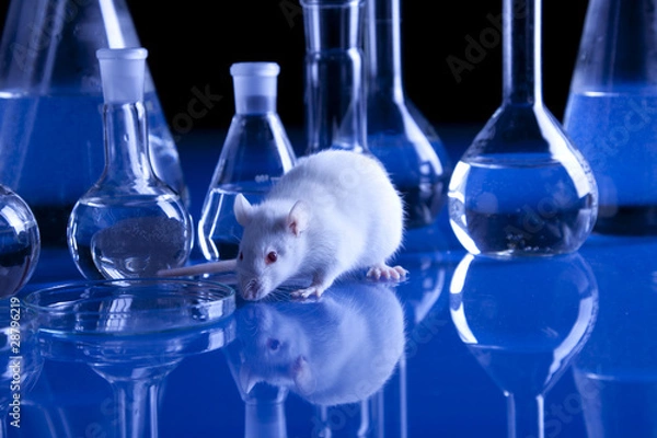 Obraz White Rat in laboratory