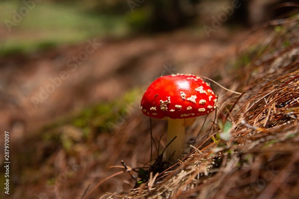 Fototapeta Hongo de amanita