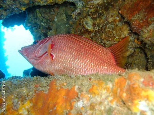 Obraz Longjawed Squirrelfish - Sargocentron Spineferum