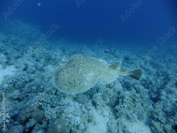 Obraz Leopard Torpedo Ray - Torpedo Panthera
