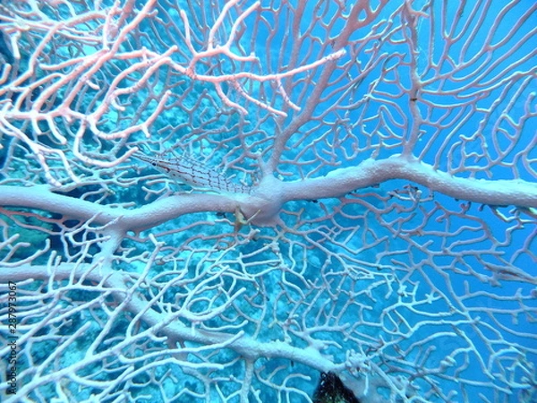 Obraz Longnose Hawkfish - Oxycirrhites Typus