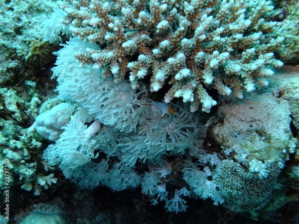 Obraz Juvenile Lyretail Hogfish - Bodianus Anthioides