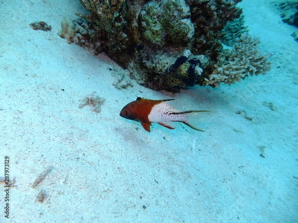 Obraz Lyretail Hogfish - Bodianus Anthioides