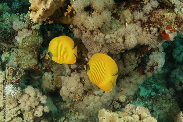 Obraz Masked Butterflyfish - Chaetodon Larvatus