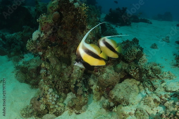 Obraz Red Sea Bannerfish - Heniochus Intermedius