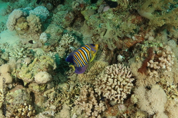 Obraz Regal Angelfish - Pygoplites Discanthus