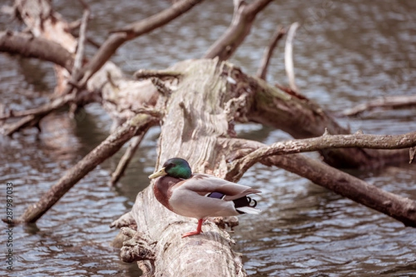 Fototapeta Duck on tree
