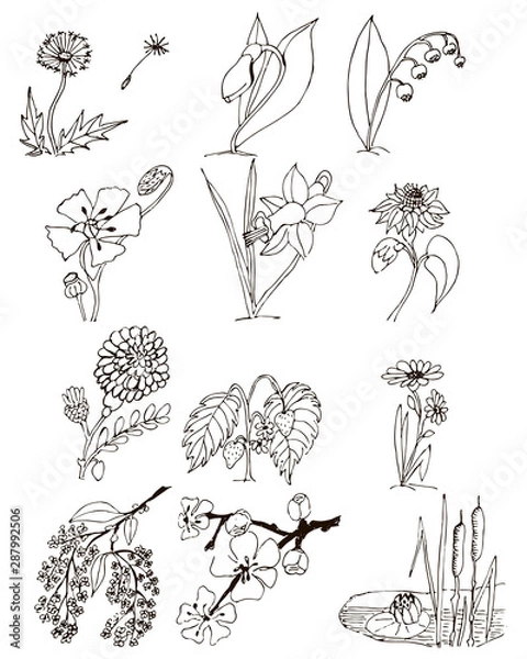 Fototapeta Set of twelve vector drawings of plants and flowers