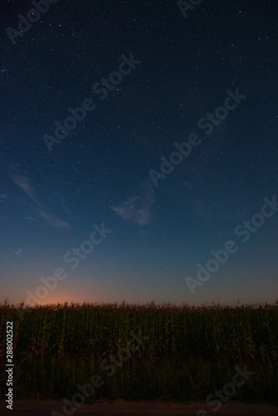 Obraz Starry sky over a cornfield summer night