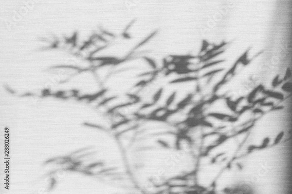 Fototapeta Selective focus on shadow of palm tree on a grey textured background. Natural day light, trendy picture, space for text