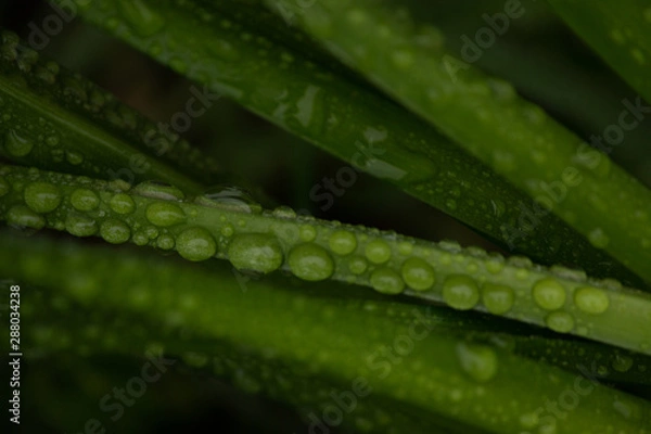 Fototapeta dew on the grass