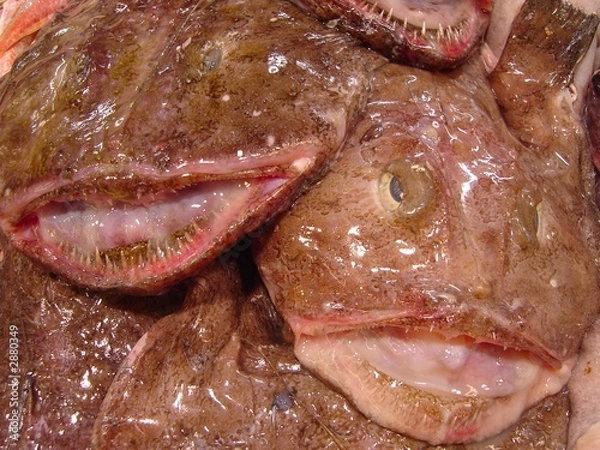 Fototapeta monk fish smiling