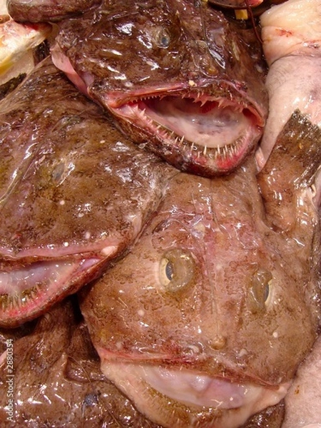 Obraz monk fish