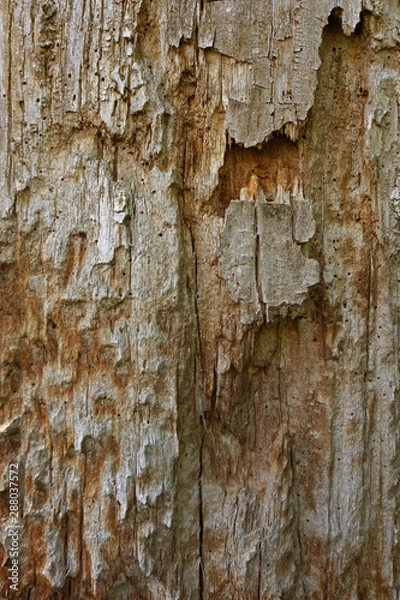 Fototapeta old wooden colorful texture