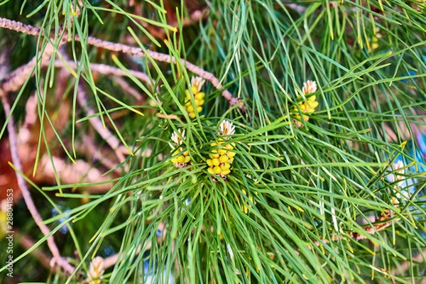 Fototapeta Green branches of a conifer in the sun