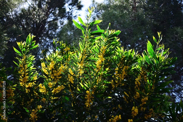 Obraz Green branches of a leafy tree with yellow flowers