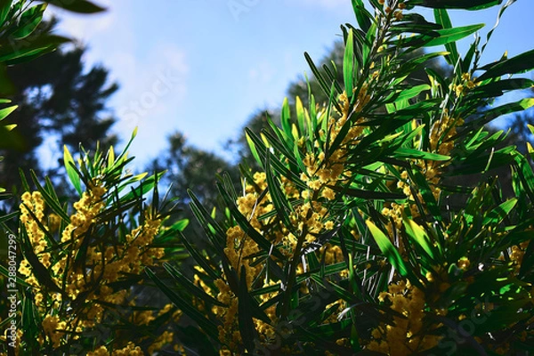 Fototapeta Green branches of a leafy tree with yellow flowers