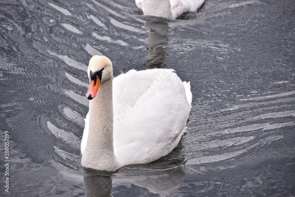 Fototapeta white swan